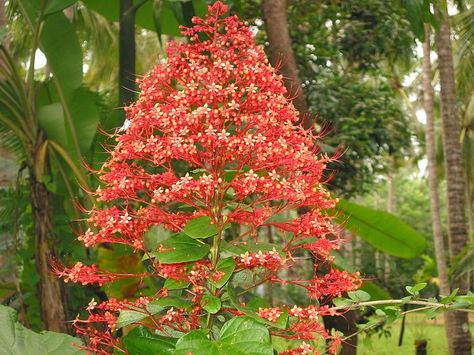 Clerodentron paniculatum (Krishna kireedam or Pagoda plant) Habit ... Pagoda Flower, Plant Lice, Gardening Pictures, Home Landscaping, Greenhouses, Exotic Plants, Planting Seeds, Hydroponics, Horticulture