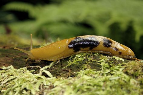 The Banana Slug – Nature’s Giant Recycler | The Ark In Space Nutrient Cycle, Banana Slug, Sea Slug, Beautiful Bugs, Slug, Parsnips, Reference Images, Bugs, The Fosters