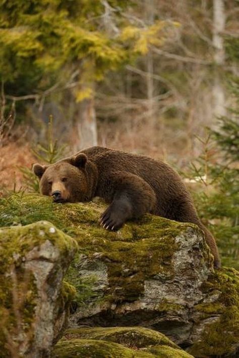 Different Animals, Brown Bear, Forest, Animals, Art