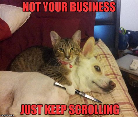 Loose lips sink ships... - Imgflip Cat And Dog Memes, Cat Vs Dog, International Cat Day, Funny Cats And Dogs, Memes Humor, Funny Cat Memes, Funny Animal Memes, Funny Cat Videos, Animal Quotes