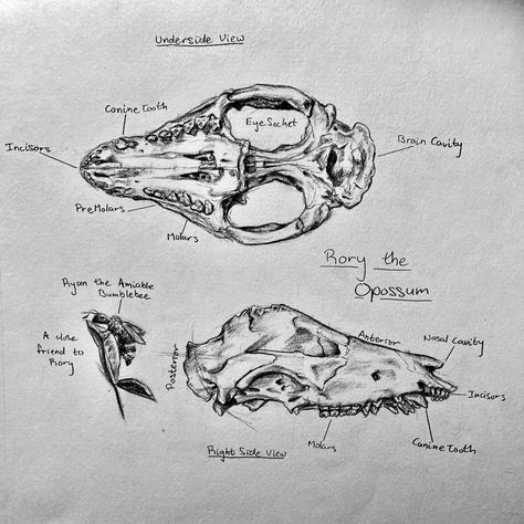 Opossum Skull, Anatomy Drawing, Anatomy, Drawings, Art