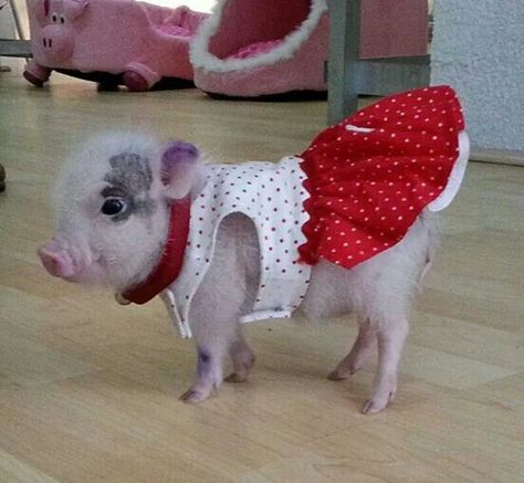 Cute Farm Animals, Baby Piglets, Micro Pigs, Teacup Pigs, Pig Pictures, Pot Belly Pigs, Tout Rose, Cute Piglets