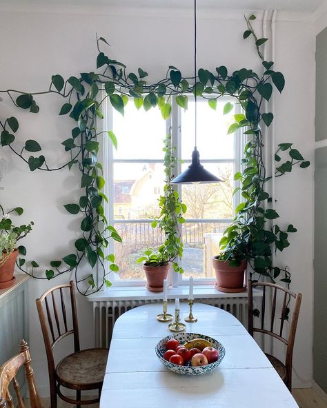 3,954 gilla-markeringar, 105 kommentarer - @malinbrostad på Instagram: "V�äxtgardin med lite extra växtkraft.🌿" Home Sweet Home Images, Ivy Plant Indoor, Indoor Green Plants, نباتات منزلية, Casa Vintage, Pothos Plant, Plant Decor Indoor, House Plants Decor, Hanging Plant