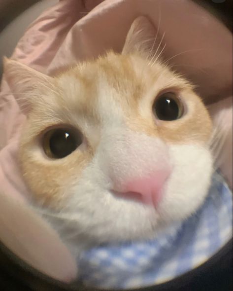 Blue Bandana, Fish Eye, Cat Memes, Cute Cat, Fish, Orange, Memes, Dogs, Funny