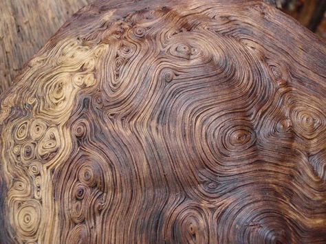 Photobucket Oak Tree Burl, Wood Burl Projects, Oak Tree Diseases, Burls Wood, Tree Burl, Rustic Log Furniture, Red Maple Tree, Custom Tables, Wood Cookies