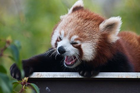 Japan is a unique country with old traditions that are passed down from generation to generation. This country is able to be modern, while never losing its individuality. Sometimes we’re even tempted to think that Japanese people are from a different planet or from the future. Their approach to ordinary things makes us feel excited and astounded. Angry Red Panda, Red Panda Baby, Hamsters As Pets, Wild Baby, Red Pandas, Baby Red, Panda Love, Wildlife Animals, Red Panda