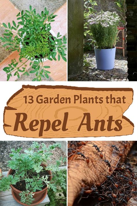 Natural Ant Repellant For Garden, Ant Repellent Plants, Keep Ants Out Of Garden, How To Keep Ants Out Of Garden, Homeschool Gardening, Natural Ant Repellant, Plants That Repel Ants, Ants In Garden, Pesticides For Plants