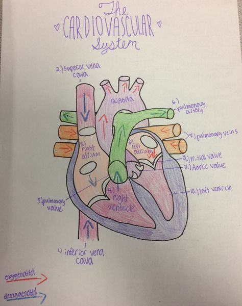 Cardio Vascular System Drawing, Cardiovascular System Project, Illustrative Journal, Maple Hospital, Heart Blood Flow, Human Heart Diagram, Emt Life, Body Muscle Anatomy, Cardiac Anatomy