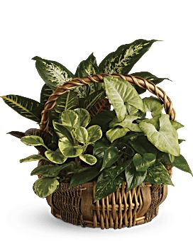 Medium Dish Garden Flower Arrangement - Teleflora Sympathy Plants, Peperomia Plant, Send Flowers Online, Garden Basket, Dish Garden, Plant Delivery, Plant Basket, Brick Road, Blooming Plants