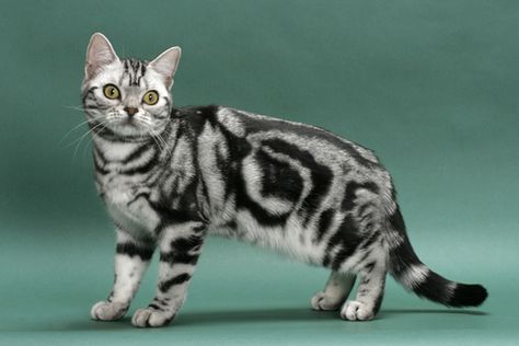 Domestic Cat Breeds, American Shorthair Cat, Cat References, The Mayflower, Bengal Kitten, Leopard Cat, American Shorthair, British Shorthair Cats, Types Of Cats