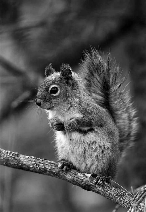 Animal Sleeve Tattoo, Squirrel Pictures, Wild Animals Photography, Dog Portraits Art, Wild Animals Pictures, Red Squirrel, Art Contest, Cat Portraits, Endangered Species