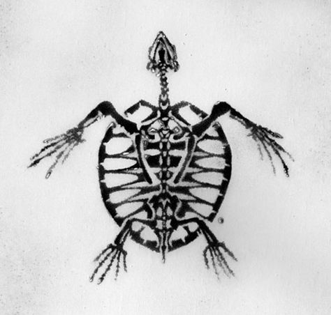 I love this so much. Turtle Skeleton, Skeleton Art Drawing, Sea Life Tattoos, Turtle Sketch, Sea Turtle Tattoo, Skull Sketch, Skeleton Drawings, Whale Tattoos, Animal Skeletons