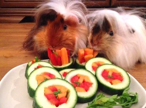 DIY Guinea Pig Sushi - petdiys.com Diy Guinea Pig Toys, Guinea Pig Treats, Pig Treats, Guinea Pig Ideas, Guinea Pig Diy, Pig Ideas, Guinea Pig Food, Pigs Eating, Pig Care