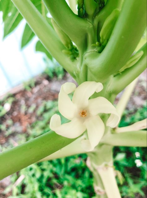 Female Papaya flower Papaya Flower, Papaya, Celery, Tattoos, Flowers