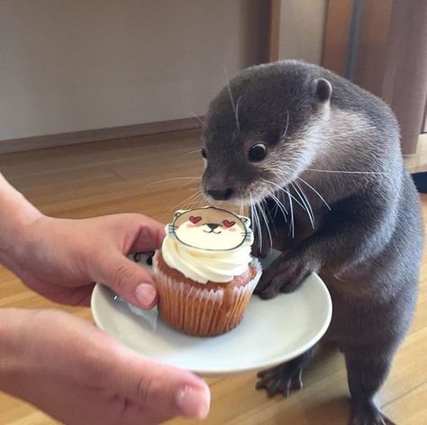 Otter Stuffed Animal, Cute Otter, Otters Cute, Baby Otters, Toy Gifts, Kawaii Animals, Silly Animals, Fluffy Animals, Cute Wild Animals