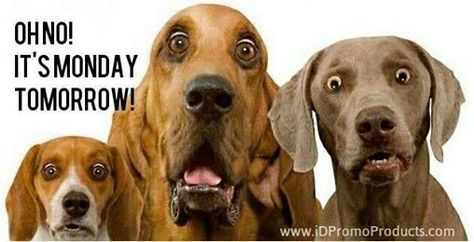 oh no it's monday tomorrow quotes quote sunday monday quotes sunday quotes tomorrows monday Surprised Dog, Funny P, Three Dogs, Love My Dog, Dog Face, Humane Society, I Love Dogs, Dog Pictures, Puppy Love