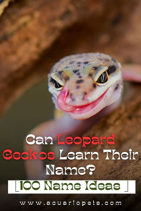 When was the last time you called any of your pets by the name of their species? Well, we guess never. Clearly, there’s a need to name them as it’s mostly a gesture of love. But that goes for dogs and cats. What about leopard geckos? Can they learn their name like cats and dogs do? Bearded Dragon Care, Leopard Geckos, Reptile Room, When Was The Last Time, Name Ideas, Leopard Gecko, Bearded Dragon, Cats And Dogs, Dogs And Cats