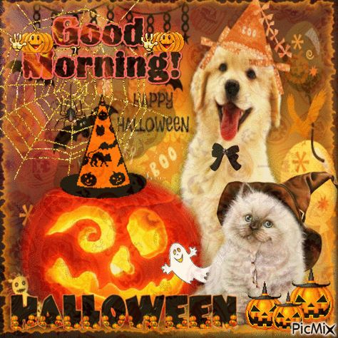 Good Morning Halloween Good Morning Halloween, Cat Good Morning, Happy Halloween Gif, Halloween Live Wallpaper, Skull Candles, Happy Halloween Quotes, Unlikely Animal Friends, Happy Halloween Pictures, Friendship Pictures