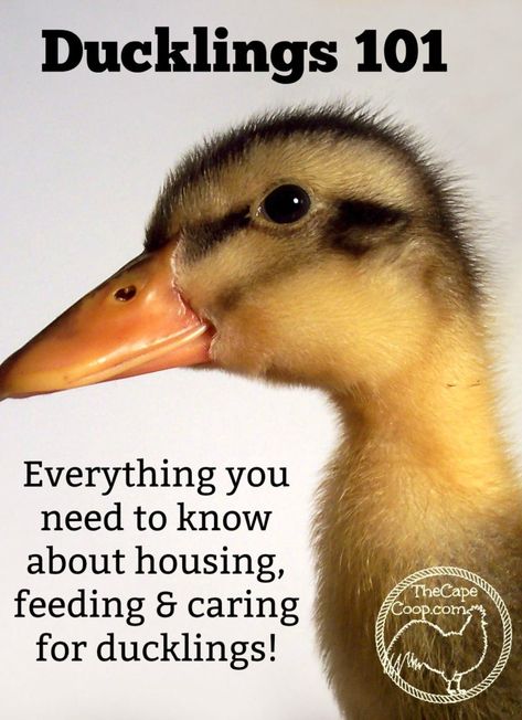 Ducklings 101 - The Cape Coop Duck Coop Ideas, Backyard Ducks, Duck Coop, Meat Birds, Duck Farming, Raising Ducks, Urban Chickens, Coop Ideas, Pet Ducks