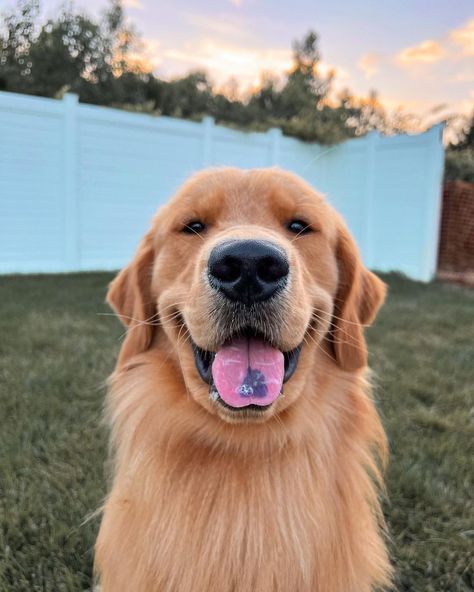 Todd Budzyn (@toddbudzyn) posted on Instagram: “Dooz a swipe…find the derp 🤪” • Jun 22, 2022 at 8:12pm UTC Tucker Budzyn, Golden Life, Golden Retrievers, Adorable Pets, Lucca, Cute Dog, Matilda, Cute Puppies, Cute Pictures