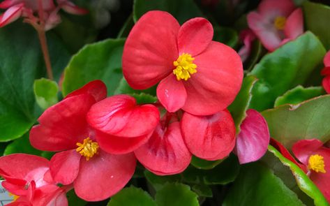 Looking for a flower that can bloom indoors all year? Check out our wax begonia guide for more on how to grow and care for this colorful plant. Overwintering Begonias, Wax Begonias, Garden Annuals, Begonia Plants, Best Plants For Shade, Begonia Flower, Colorful Plant, Short Plants, Plants For Hanging Baskets