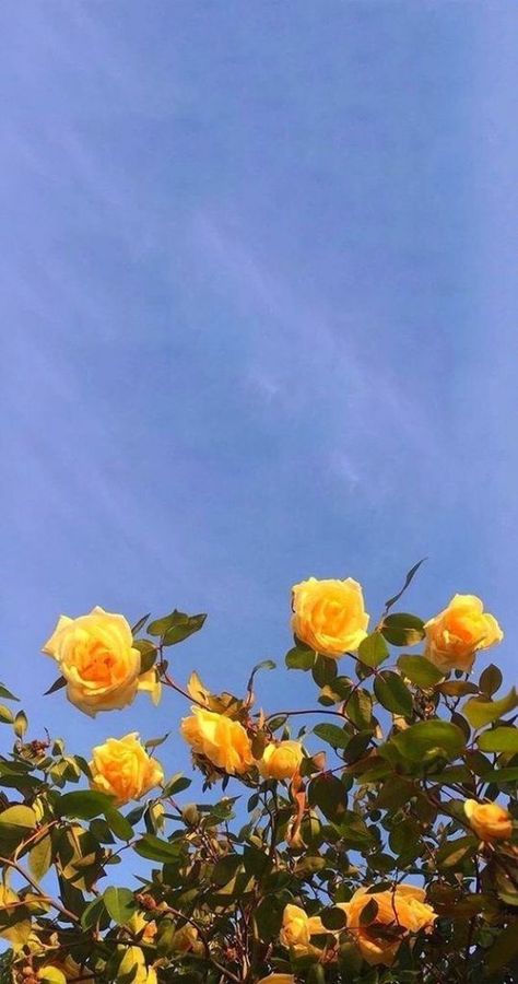 Yellow Roses, Blue Sky, The Sun, Roses, Sun, Tumblr, Yellow, Blue