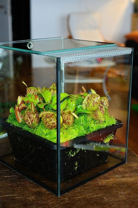 Carnivorous Plants Terrarium, Bog Garden, Plants Uk, Weird Plants, Bottle Garden, Moss Garden, Pitcher Plant, Garden Terrarium, Small Tank