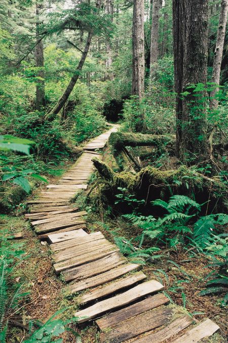 plank path Ranch Garden, Wilderness Resort, West Coast Trail, California Camping, Life Space, Temperate Rainforest, Garden Entrance, Forest Path, Forest Garden