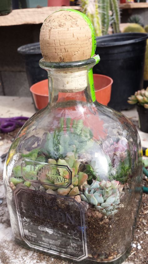 PATRON bottle terrarium Upcycle Patron Bottle, Tequila Bottle Terrarium, Repurposed Succulent Planter Ideas, Liquor Bottle Terrarium, Patron Bottle Crafts, Upcycled Bottles, Bottle Terrarium, Patron Bottle, Diy Succulent Terrarium