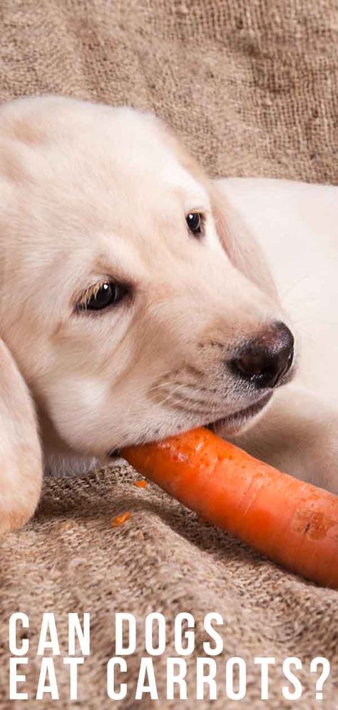 Can Dogs Eat Carrots? A Complete Guide to Carrots For Dogs Carrots For Dogs, Dog Food Supplements, Cooked Baby Carrots, Can Dogs Eat Carrots, Dog Paw Protection, Dog Paw Care, Carrot Dogs, Eating Carrots, Welsh Corgi Puppies