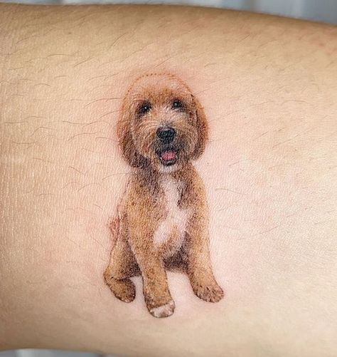 18 Best Goldendoodle Tattoo Ideas Goldendoodle Tattoo, Labradoodle Tattoo, Dog Face Tattoo, Dog Ear Tattoo, Goldendoodle Black, Goldendoodle Art, Dog Man, Doodle Tattoo, Popular Dog Breeds