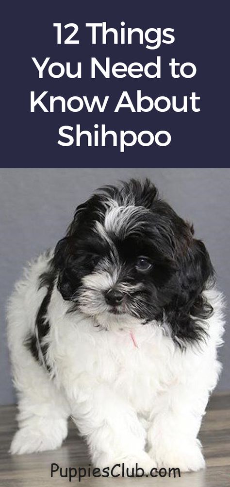 Shitzu Poodle Mix Haircuts, Shihpoo Puppies Full Grown, Shih Tzu Poodle Mix Puppies, Shih Poo Grooming Styles, Shitzu Poodle Haircuts, Shi Poo Dog, Shihpoo Full Grown, Shitzu Poodle Mix Puppies, Shih Poo Full Grown