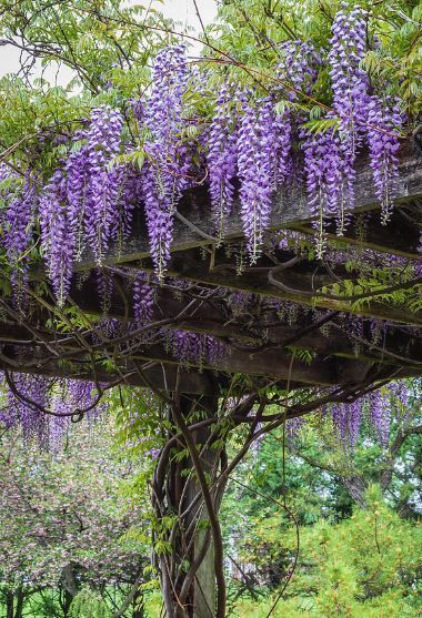 Japanese Wisteria Garden, Wisteria In Garden, Trellis With Wisteria, Wisteria Tree Garden, Wisteria Flowers Wedding, Wisteria On Pergola, Wisteria Landscaping, Wisteria Trellis Pergolas, Wisteria Backyard