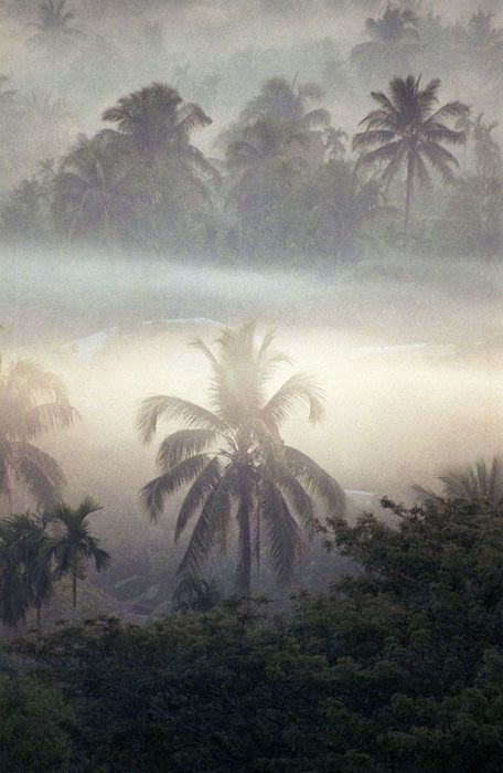 Misty Jungle, Tropical Place, Outdoor Images, Morning Fog, Rain Forest, The Mist, Paradise Island, Caribbean Islands, Tropical Islands