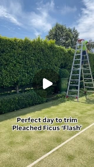 ANDREW STARK on Instagram: "#andrewstark #andrewstarkgardens #andrewstarkgardendesign #gardendesign #gardendesignmelbourne #hedges #topiary #pruning #gardenreno #gardenrenovation #gardenlovers #ficus #fig #ficusflash #ficushedge #fighedge #winter #wintergarden #wintergardens #trimming #hedgework" Ficus Hedge, Hedges, Fig, Reno, Landscaping, Melbourne, Trim, On Instagram, Instagram