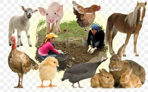 Animal Husbandry, Properties Of Matter, World Religions, Educational Psychology, Animal Species, Education Center, Physical Science, Conflict Resolution, The Act