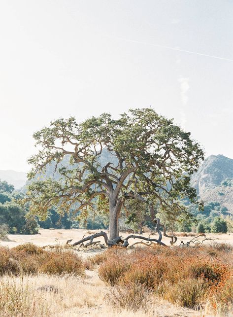 Malibu Hills via Magnolia Rouge Malibu Mountains, Colman Domingo, Pelican Hill Resort, Malibu Creek State Park, Dreamy Sunset, Golden Fields, California Wedding Photography, Los Angeles Wedding Photographer, Photography For Beginners