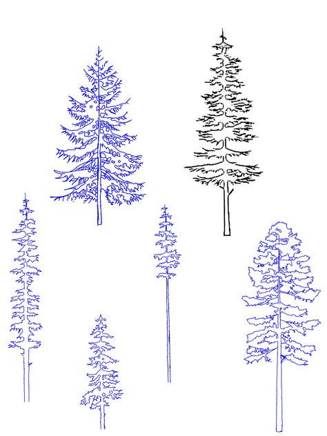 Pine Tree Ink Drawing, Aspen Drawing, How To Draw Pine Trees, Redwood Tree Drawing, Cedar Tree Drawing, Cedar Tree Tattoo, Forest Stencil, Red Pine Tree, Tree Drawing Simple