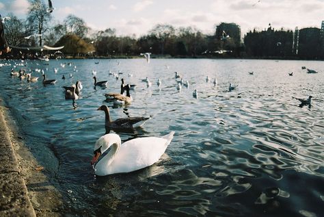 Film Photography London, London On Film, London Film Photography, Vintage Film Photography, Film Camera Photography, London Film, Canon Ae 1, Fotografi Vintage, Dreamy Photography