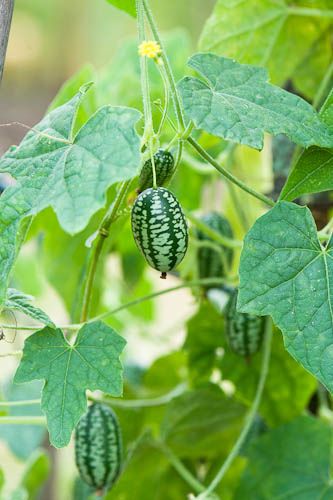 Melothria scabra - Miniature Cucumber, Mouse Melon Mouse Melon, Edible Landscaping, Sour Taste, Variegated Plants, Bonsai Garden, Foliage Plants, Cactus And Succulents, Leaf Flowers, Exotic Plants