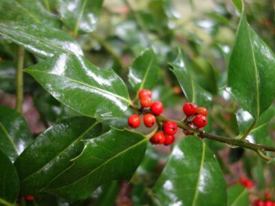 Identifying Male And Female Holly Bushes Holly Shrub, Holly Plant, Holly Bush, Florida Plants, Holly Tree, Male And Female, Front Yard, To Tell, Flower Garden