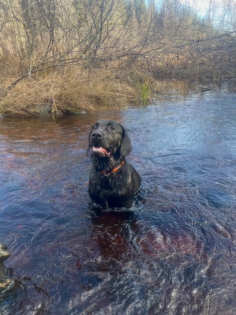 Black Labs Hunting, Black Lab Hunting, Black Lab Aesthetic, Labs Hunting, Character Portfolio, Duck Hunting Dogs, Countryside Photos, Dog Hunting, Black Labrador Retriever