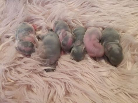 Little 3 day old baby BUNNIES!!! Newborn Bunny, Newborn Animals, Draw Animals, Baby Bunny, Baby Bunnies, Rodents, Rabbits, Animal Drawings, Newborn Baby