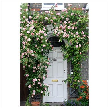 I love the idea of climbing roses around the front door or garage... Climbing Roses Trellis, Front Door Plants, Rose Plant Care, Door Makeover Diy, Air Purifying House Plants, Rose Trellis, Garden Entrance, Exterior Front Doors, Entrance Design