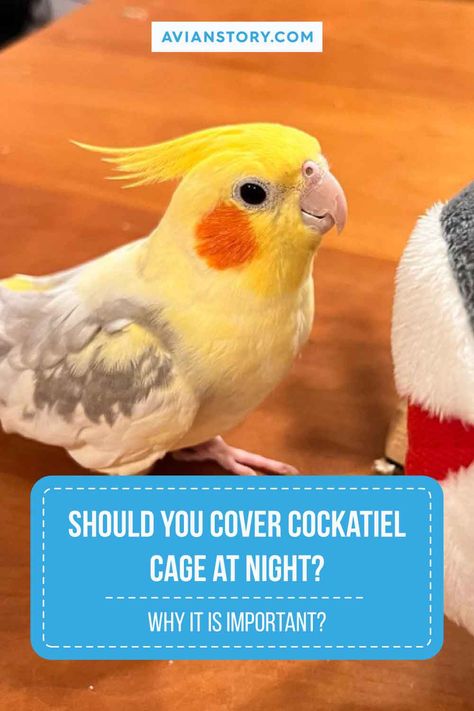 Wondering "Should You Cover Cockatiel Cage at Night?" Covering the cage helps create a quiet, dark environment, mimicking natural nighttime conditions. This can aid in your cockatiel's sleep cycle and reduce disturbances. However, it's important to ensure the material is breathable and that the room temperature is comfortable. Discover more on providing your cockatiel with a peaceful night's rest. #CockatielCare #BirdSleepHabits #AvianTips #AvianStory Cockatiel Care, Cockatiel Cage, Cockatiel Bird, Dark Environment, The Cage, Sleep Cycle, Sleeping Habits, Restful Sleep, Night Time