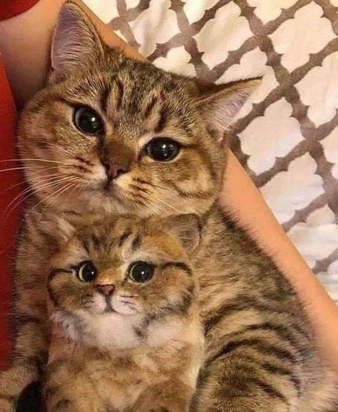 Mommy and me Mom Cat, Söt Katt, Two Cats, Mama Cat, Cute Cats And Kittens, Cute Kittens, Dundee, Beautiful Cat, Pretty Cats