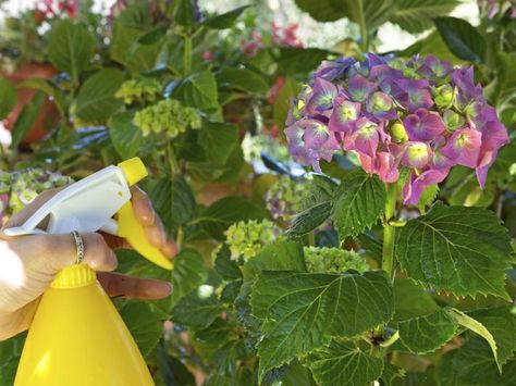 How Often Do I Water My Hydrangeas? Natural Insecticide, Hydrangea Bloom, Hydrangea Care, Hydrangea Garden, California Garden, Hydrangea Not Blooming, Hydrangea Flower, Plant Growth, Lawn And Garden