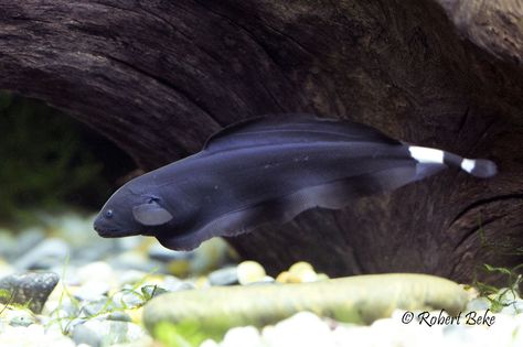 Black ghost knifefish - weakly electrical Ghost Knife Fish, Tanaman Air, Turtle Aquarium, Black Ghost, Monster Fishing, Kingdom Animalia, Night Fishing, Exotic Fish, Aquatic Animals