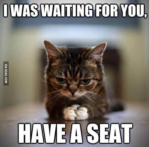 Funny Cat Memes, Funny Cat Pictures, Grumpy Cat, Funny Animal Pictures, Animal Memes, Funny Cat, Cute Funny Animals, Waiting For You, Crazy Cats