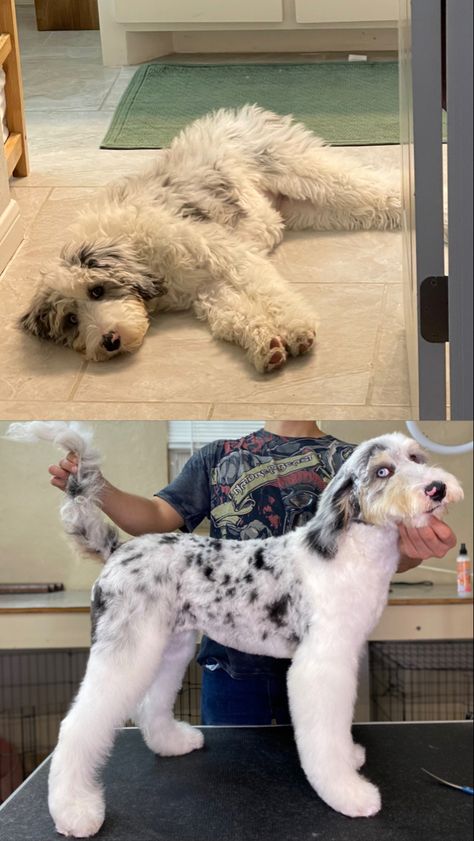 Aussiedoodle Grooming, Sheepadoodle Grooming, Sheepadoodle Puppy, Puppy Grooming, Puppy Cut, Dog Grooming Tips, Dog Haircuts, Dog Rooms, Blue Merle